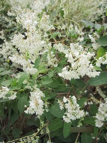 Polygonum aubertii - Schlingknöterich Polygonum aubertii - Schlingknöterich von Baumschule Pflanzenvielfalt
