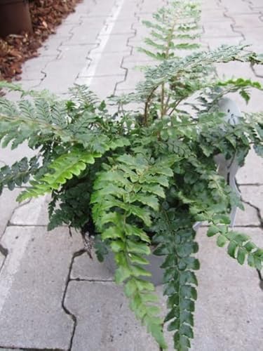 Polystichum polyblepharum - Japanischer Schildfarn 30-40 von Baumschule Pflanzenvielfalt