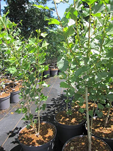 Populus nigra Italica - Pyramidenpappel von Baumschule Pflanzenvielfalt