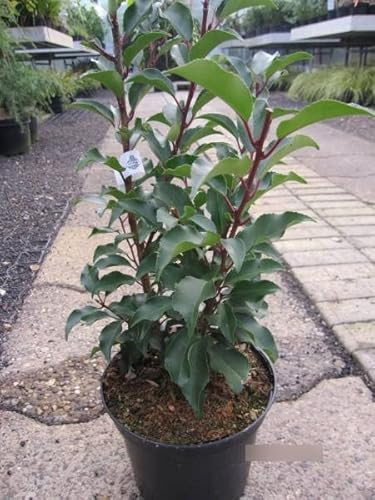 Portugiesischer Kirschlorbeer Brenelia ® - Prunus lusitanica Brenelia ® von Baumschule Pflanzenvielfalt