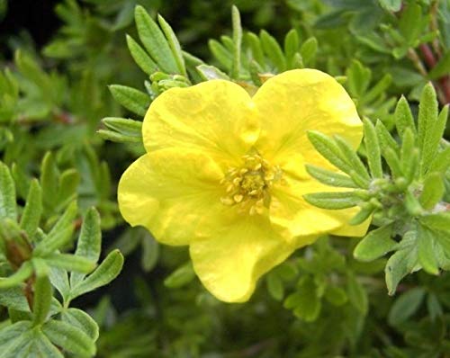 Potentilla fruticosa Kobold - Fünffingerstrauch - 20-30cm Verpackungseinheit 5 von Baumschule Pflanzenvielfalt