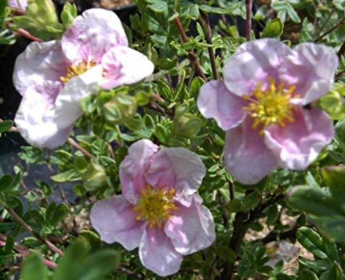 Potentilla fruticosa Princess® - Fünffingerstrauch Verpackungseinheit 5 von Baumschule Pflanzenvielfalt