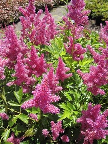 Prachtspiere Mainz - Astilbe japonica Mainz von Baumschule Pflanzenvielfalt