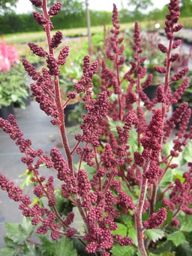 Prachtspiere Vision in Red ® - Astilbe chinensis Vision in Red ® von Baumschule Pflanzenvielfalt