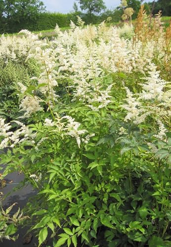 Prachtspiere Vision in White ® - Astilbe chinensis Vision in White ® von Baumschule Pflanzenvielfalt