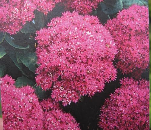 Prächtiges Fettblatt Brilliant - Sedum spectabile Brilliant - sehr standfest - Hohe Fetthenne von Baumschule Pflanzenvielfalt
