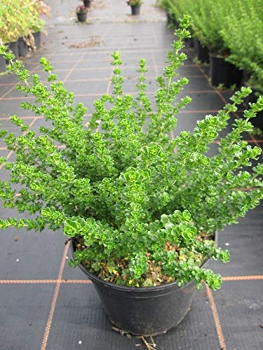 Prostanthera cuneata - Gebirgsbuschminze - Australminze - Tasmanische Strauchminze - 30-40cm Prostanthera cuneata - Gebirgsbuschminze - Australminze - Tasmanische Strauchminze - 30-40cm von Baumschule Pflanzenvielfalt