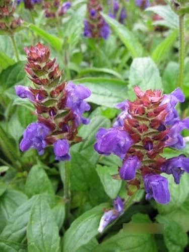 Prunella grandiflora - Großblütige Braunelle Stückzahl Rabatt Einzelpreis von Baumschule Pflanzenvielfalt