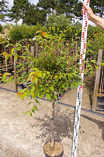 Prunus Okame - Zierkirsche Okame - Hochstamm von Baumschule Pflanzenvielfalt