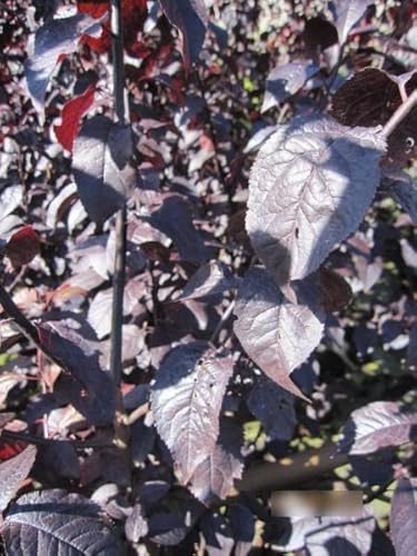 Prunus cerasifera Nigra - Blutpflaume von Baumschule Pflanzenvielfalt