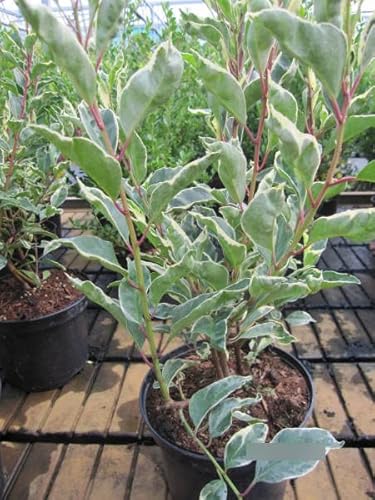 Prunus lusitanica Variegata - weißbunte Portugiesische Lorbeerkirsche Prunus lusitanica Variegata - weißbunte Portugiesische Lorbeerkirsche von Baumschule Pflanzenvielfalt