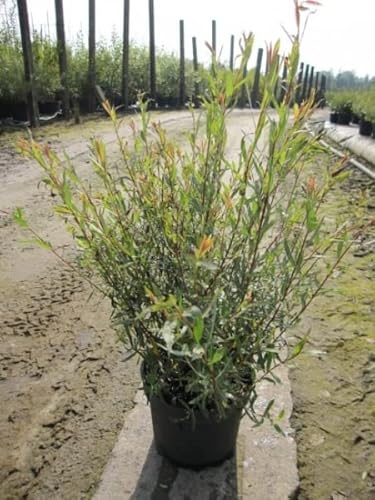 Purpur Weide - Salix purpurea Purple Willow 60-100 von Baumschule Pflanzenvielfalt