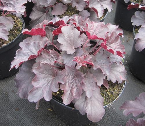 Purpurglöckchen Bella Notte - Heuchera micrantha Bella Notte - Blattschmuckpflanze von Baumschule Pflanzenvielfalt
