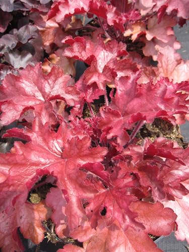 Purpurglöckchen Chateau Rouge - Heuchera Chateau Rouge - Blattschmuckpflanze von Baumschule Pflanzenvielfalt
