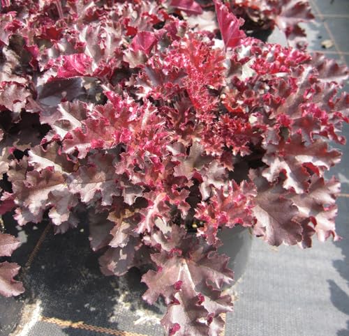Purpurglöckchen Melting Fire - Heuchera micrantha Melting Fire - Blattschmuckpflanze von Baumschule Pflanzenvielfalt