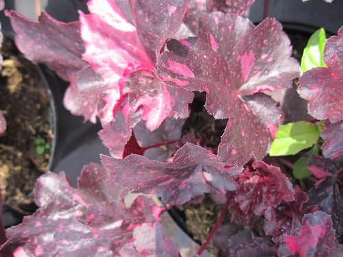 Purpurglöckchen Midnight Rose - Heuchera micrantha Midnight Rose - Blattschmuckpflanze von Baumschule Pflanzenvielfalt