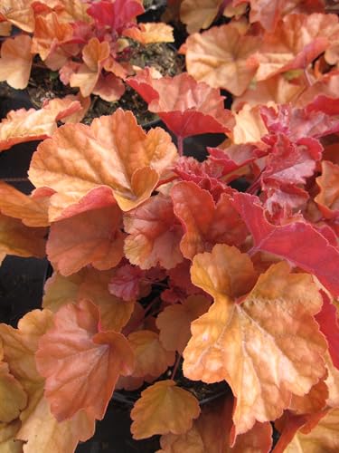 Purpurglöckchen Timeless Orange - Heuchera Timeless Orange - Blattschmuckpflanze von Baumschule Pflanzenvielfalt