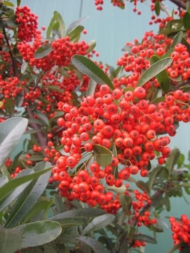 Pyracantha coccinea Red Star - Mittelmeer-Feuerdorn Red Star von Baumschule Pflanzenvielfalt