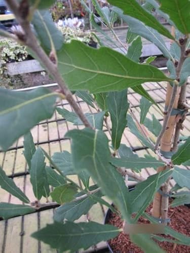 Quercus turneri pseudoturneri - Immergrüne Eiche - Wintergrüne Eiche 80-100 Quercus turneri pseudoturneri - Immergrüne Eiche - Wintergrüne Eiche 80-100 von Baumschule Pflanzenvielfalt