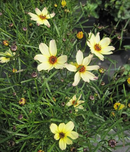 Quirlblättriges Mädchenauge Corleone Cream - Coreopsis verticillata Corleone Cream von Baumschule Pflanzenvielfalt