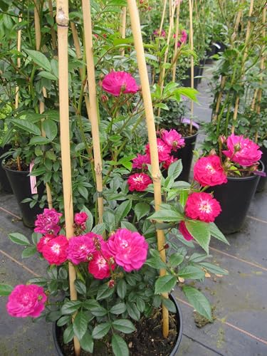 Ramblerrose Manhattan Blue ® - Rosa Manhattan Blue ® - Tantau Rose von Baumschule Pflanzenvielfalt