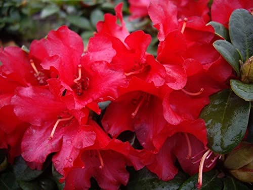 Rhododendron/Alpenrose Bengal - Rhododendron repens Bangal von Baumschule Pflanzenvielfalt