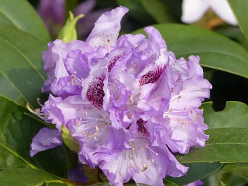Rhododendron Hybride Blue Peter - Großblumige Alpenrose - 30-40 cm von Baumschule Pflanzenvielfalt