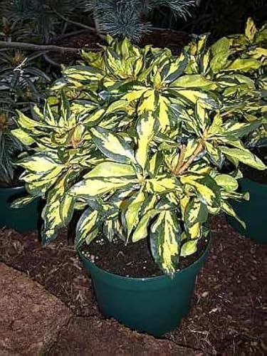 Rhododendron hybr. Blattgold IV von Baumschule Pflanzenvielfalt