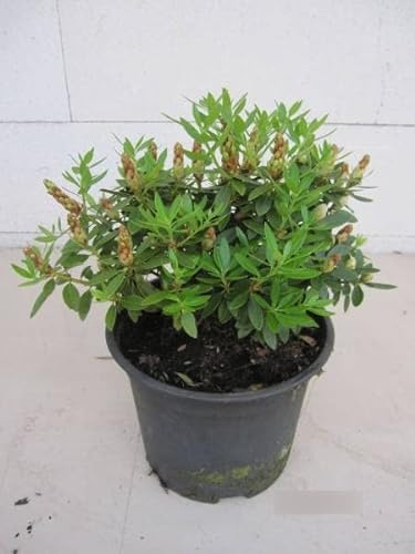 Rhododendron micranthum Bloombux ® - Zwerg-Rhododendron Bloombux ® 25-30cm von Baumschule Pflanzenvielfalt