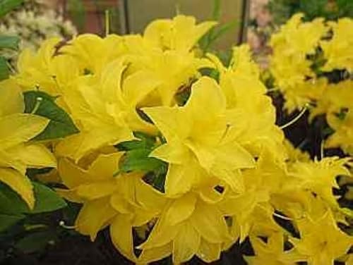 Rhododendron mixtum Sonnenköpfchen - sommergrüne Azalee 25-30 von Baumschule Pflanzenvielfalt