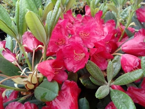Rhododendron repens Piepmatz - Zwerg-Rhododendron - 25-30cm von Baumschule Pflanzenvielfalt