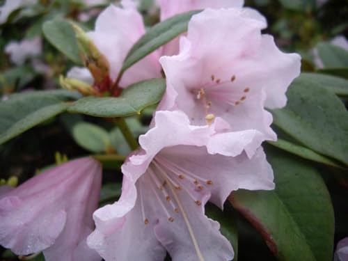 Rhododendron williamsianum Jackwill - Rhododendron Hybride - 30-40cm von Baumschule Pflanzenvielfalt