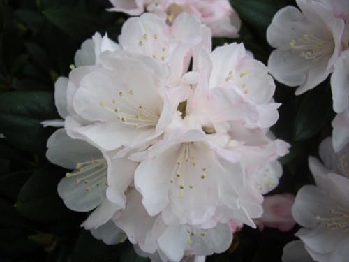 Rhododendron yakushimanum Hybride Amboseli - Synonym White Star - Ball Alpenrose - 30-40cm von Baumschule Pflanzenvielfalt