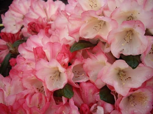 Rhododendron yakushimanum Hybride Kaza - Ball-Rhododendron 30-40 cm von Baumschule Pflanzenvielfalt