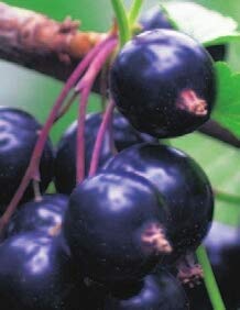 Ribes nigrum Ben Sarek - schwarze Johannisbeere Ben Sarek von Baumschule Pflanzenvielfalt