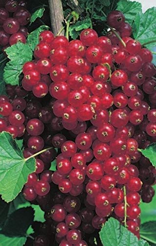 Ribes rubrum Rovada - Rote Johannisbeere Rovada von Baumschule Pflanzenvielfalt