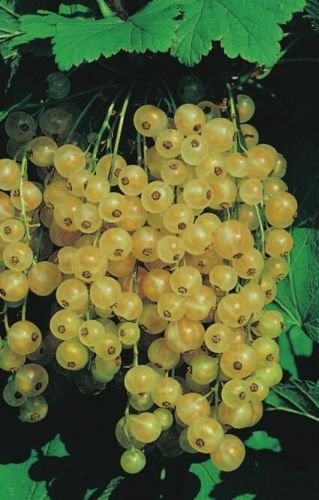 Ribes sativa Weiße Versailler - Weiße Johannisbeere Weiße Versailler von Baumschule Pflanzenvielfalt