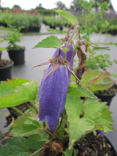 Riesen-Dolden-Glockenblume Sarastro - Campanula punctata Sarastro - Blumenstaude von Baumschule Pflanzenvielfalt