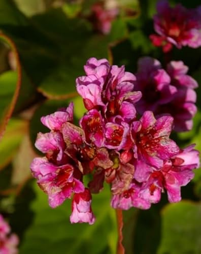 Riesen-Steinbrech Herbstblüte - Bergenie - Bergenia cordifolia Herbstblüte Stückzahl Rabatt 5er-Paket von Baumschule Pflanzenvielfalt