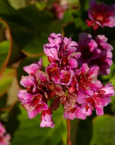 Riesen-Steinbrech Herbstblüte - Bergenie - Bergenia cordifolia Herbstblüte Verpackungseinheit 1 von Baumschule Pflanzenvielfalt