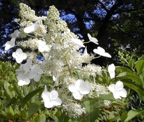 Rispenhortensie Kyushu - Hydrangea paniculata Kyushu - duftend Rispenhortensie Kyushu - Hydrangea paniculata Kyushu - duftend von Baumschule Pflanzenvielfalt
