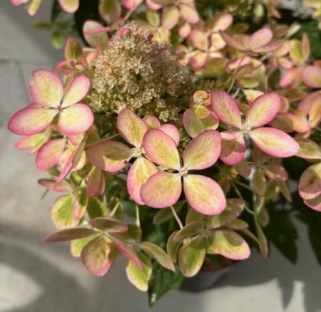 Rispenhortensie Pastellgreen - Hydrangea paniculata Pastelgreen - Renxolor ® - 30-40cm von Baumschule Pflanzenvielfalt