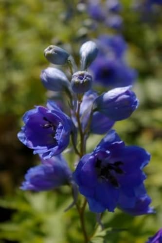 Rittersporn Elmhimmel - Delphinium cultorum Elmhimmel Verpackungseinheit 1 von Baumschule Pflanzenvielfalt
