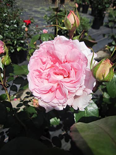 Rosa Alexandra Princess of Luxembourg ® - Strauchrose ® - Kordes Rose von Baumschule Pflanzenvielfalt