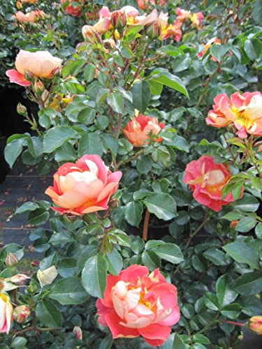 Rosa Bienenweide Mango ® - Beetrose Bienenweide Mango ® - Tantau Rose von Baumschule Pflanzenvielfalt