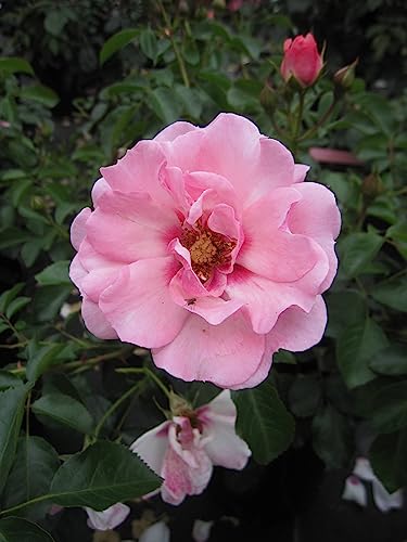 Rosa Bright Eyes - Synonym Angel Eyes - Beetrose - Persica Rose - Warner Rose von Baumschule Pflanzenvielfalt