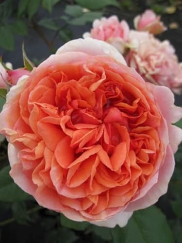 Rosa Chippendale® - Edelrose - Nostalgierose - Tantau Rose von Baumschule Pflanzenvielfalt