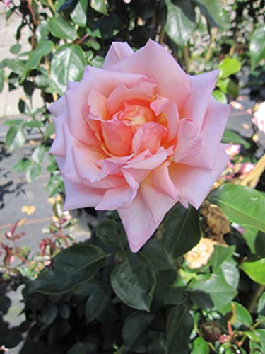 Rosa Compassion® - syn. Belle des Londres - Kletterrose - Harkness-Rose - ADR-Rose von Baumschule Pflanzenvielfalt