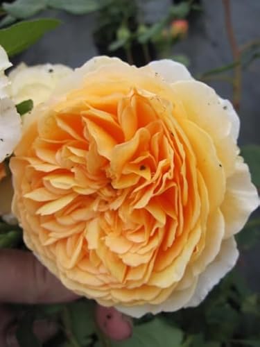 Rosa Crown Princess Margareta® - Englische Rose - Austin-Rose von Baumschule Pflanzenvielfalt