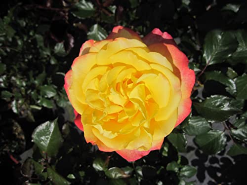 Rosa Flaming Star ® - Edelrose Flaming Star ® - Kordes Rose von Baumschule Pflanzenvielfalt